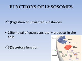 FUNCTIONS OF LYSOSOMES
1)Digestion of unwanted substances
2)Removal of excess secretory products in the
cells
3)Secretory function
 