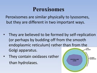 Peroxisomes
Peroxisomes are similar physically to lysosomes,
but they are different in two important ways.
• They are believed to be formed by self-replication
(or perhaps by budding off from the smooth
endoplasmic reticulum) rather than from the
Golgi apparatus.
• They contain oxidases rather
than hydrolases.
 