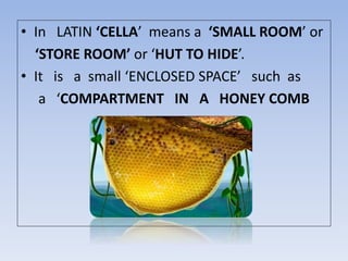• In LATIN ‘CELLA’ means a ‘SMALL ROOM’ or
‘STORE ROOM’ or ‘HUT TO HIDE’.
• It is a small ‘ENCLOSED SPACE’ such as
a ‘COMPARTMENT IN A HONEY COMB
 
