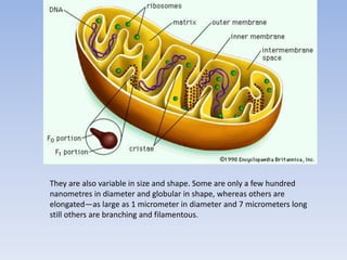 They are also variable in size and shape. Some are only a few hundred
nanometres in diameter and globular in shape, whereas others are
elongated—as large as 1 micrometer in diameter and 7 micrometers long
still others are branching and filamentous.
 