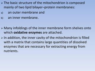  The basic structure of the mitochondrion is composed
mainly of two lipid bilayer–protein membranes:
a) an outer membrane and
b) an inner membrane.
 Many infoldings of the inner membrane form shelves onto
which oxidative enzymes are attached.
 In addition, the inner cavity of the mitochondrion is filled
with a matrix that contains large quantities of dissolved
enzymes that are necessary for extracting energy from
nutrients.
 