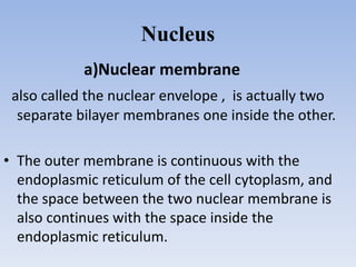 Nucleus
a)Nuclear membrane
also called the nuclear envelope , is actually two
separate bilayer membranes one inside the other.
• The outer membrane is continuous with the
endoplasmic reticulum of the cell cytoplasm, and
the space between the two nuclear membrane is
also continues with the space inside the
endoplasmic reticulum.
 