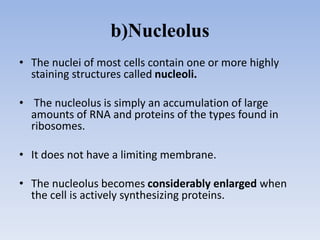 b)Nucleolus
• The nuclei of most cells contain one or more highly
staining structures called nucleoli.
• The nucleolus is simply an accumulation of large
amounts of RNA and proteins of the types found in
ribosomes.
• It does not have a limiting membrane.
• The nucleolus becomes considerably enlarged when
the cell is actively synthesizing proteins.
 
