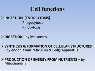 Cell functions
INGESTION (ENDOCYTOSIS)
Phagocytosis
Pinocytosis
DIGESTION –by lysosomes
SYNTHESIS & FORMATION OF CELLULAR STRUCTURES
–by endoplasmic reticulum & Golgi Apparatus
PRODUCTION OF ENERGY FROM NUTRIENTS – by
Mitochondria
 