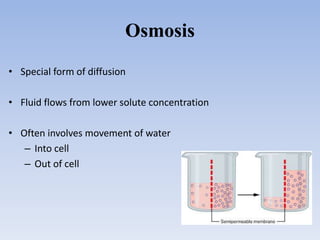 Osmosis
• Special form of diffusion
• Fluid flows from lower solute concentration
• Often involves movement of water
– Into cell
– Out of cell
 