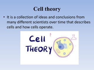Cell theory
• It is a collection of ideas and conclusions from
many different scientists over time that describes
cells and how cells operate.
 