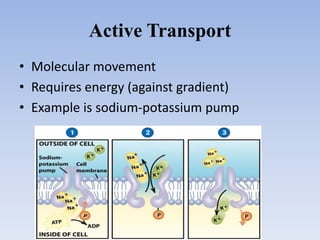 Active Transport
• Molecular movement
• Requires energy (against gradient)
• Example is sodium-potassium pump
 
