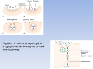 Digestion of substances in pinocytic or
phagocytic vesicles by enzymes derived
from lysosomes.
 