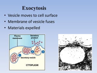 • Vesicle moves to cell surface
• Membrane of vesicle fuses
• Materials expelled
Exocytosis
 