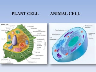 PLANT CELL ANIMAL CELL
 