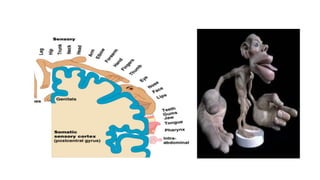 Seminar Cerebral neurolocalization | PPTX