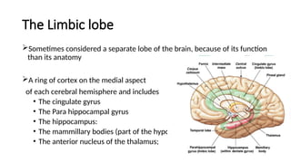 Seminar on Cerebral Neurolocalization.pptx