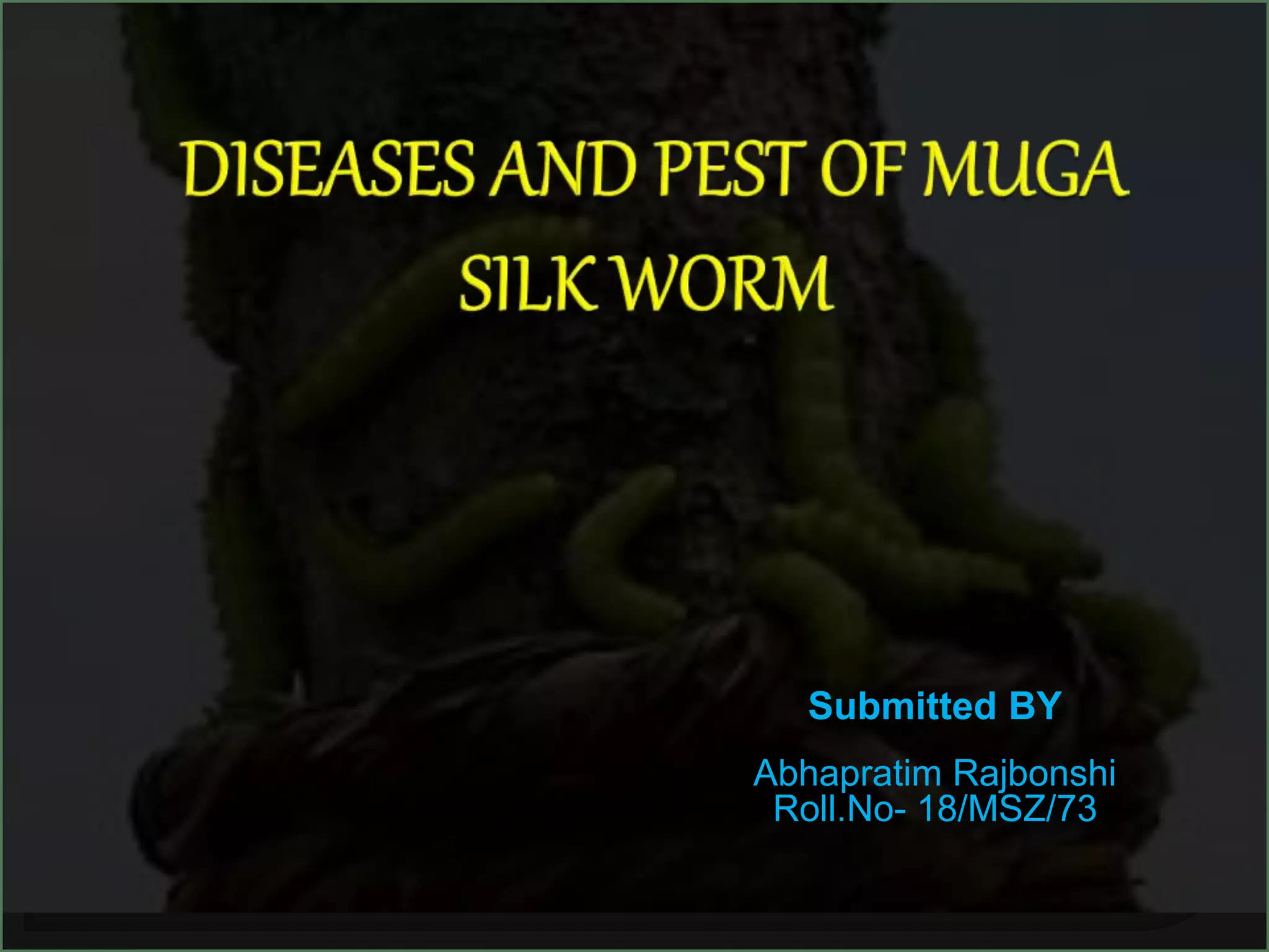 Mugworm Insect DISEASES AND PEST OF MUGA SILK WORM | PPT