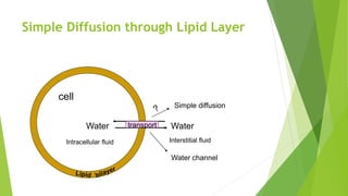 Simple Diffusion through Lipid Layer
Watertransport
Simple diffusion
Intracellular fluid Interstitial fluid
cell
Water
Water channel
 