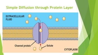 Simple Diffusion through Protein Layer
 