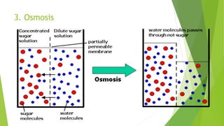 3. Osmosis
 