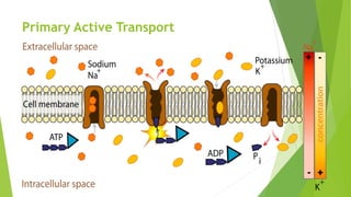 Primary Active Transport
 