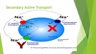 Secondary Active Transport
 