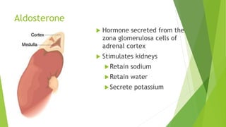 Aldosterone
 Hormone secreted from the
zona glomerulosa cells of
adrenal cortex
 Stimulates kidneys
Retain sodium
Retain water
Secrete potassium
 