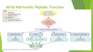 Atrial Natriuretic Peptide: Function
 
