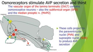 Osmoreceptors stimulate AVP secretion and thirst
 These cells project to
the paraventricular
nuclei (PVN) and
supraoptic nuclei (SON)
to produce AVP
secretion
The vascular organ of the lamina terminalis (OVLT) contains
osmoreceptive neurons – also the subfornical organ (SFO)
and the median preoptic n. (MnPO)
 