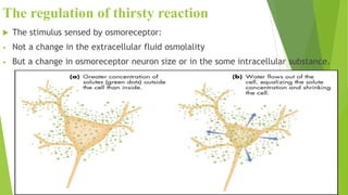 The regulation of thirsty reaction
 The stimulus sensed by osmoreceptor:
• Not a change in the extracellular fluid osmolality
• But a change in osmoreceptor neuron size or in the some intracellular substance.
 