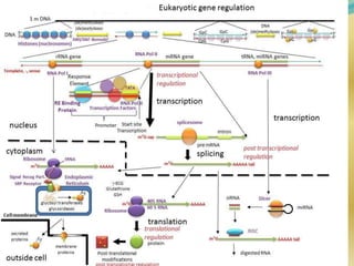 Seminar on gene regulation | PPTX