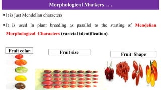 Seminar on genetic marker in relation to plant breeding | PDF