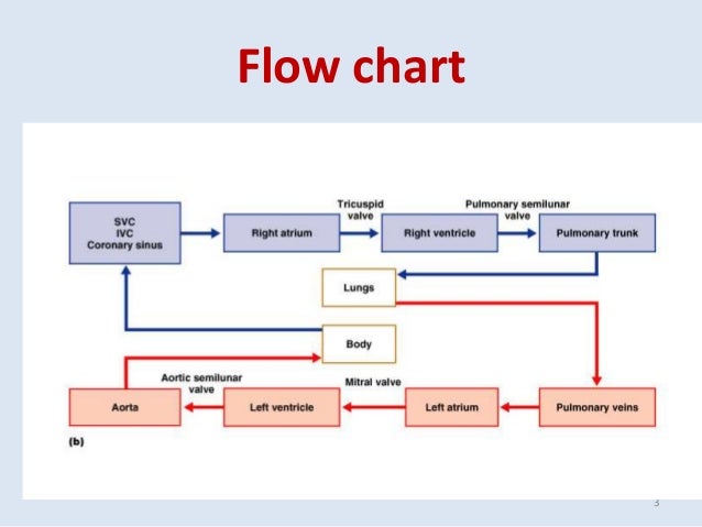 Heart Block Flow Chart