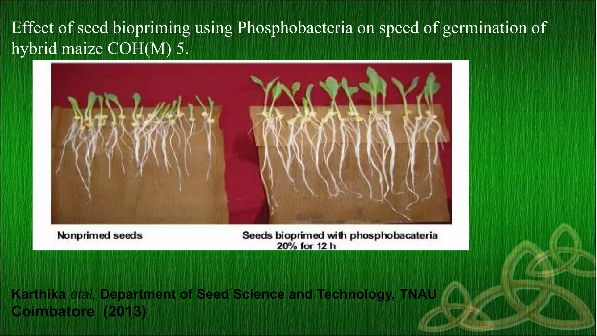 Effect of seed biopriming using Phosphobacteria on speed of germination of
hybrid maize COH(M) 5.
Karthika etal, Department of Seed Science and Technology, TNAU
Coimbatore (2013)
 