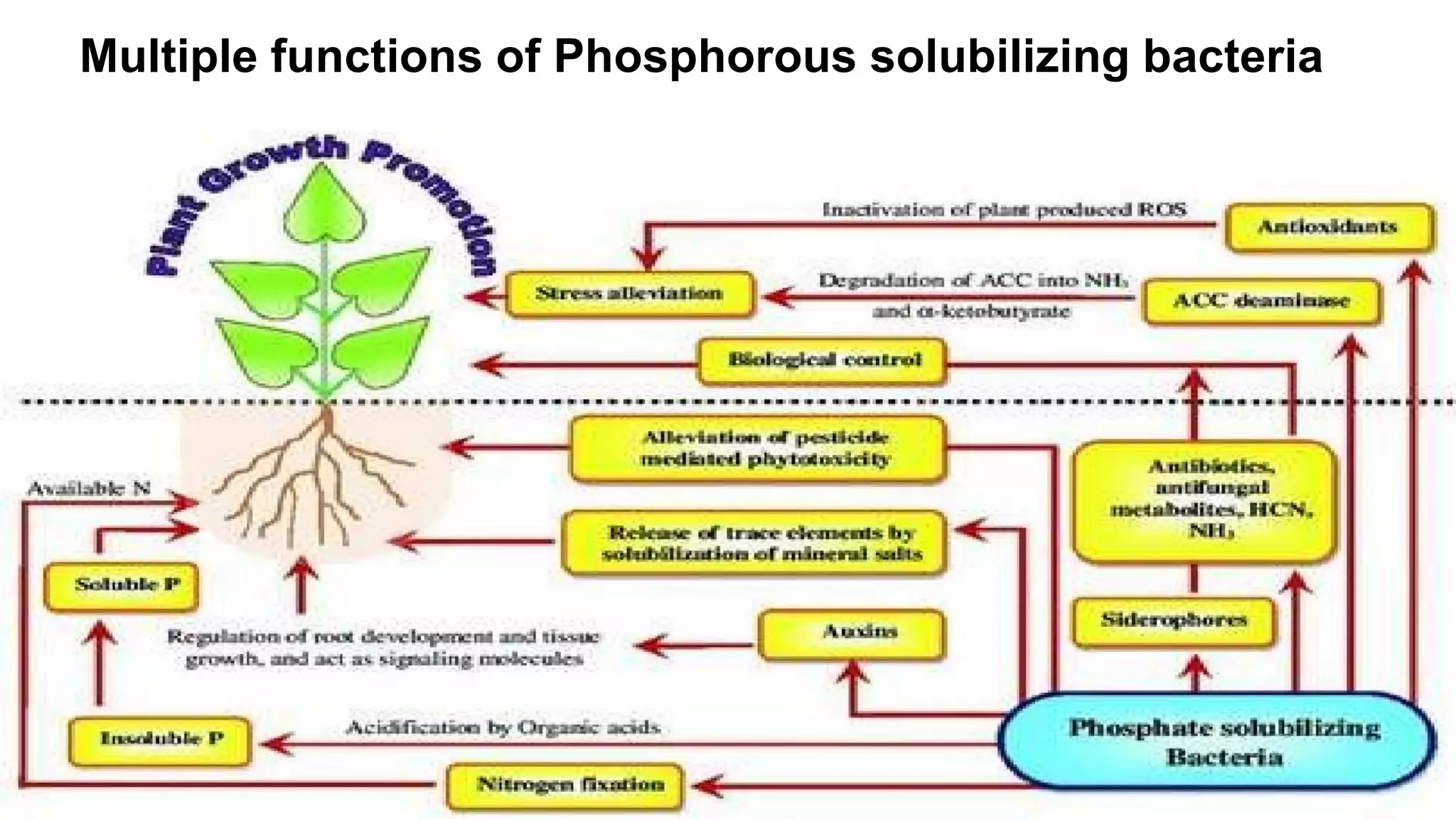 Multiple functions of Phosphorous solubilizing bacteria
 