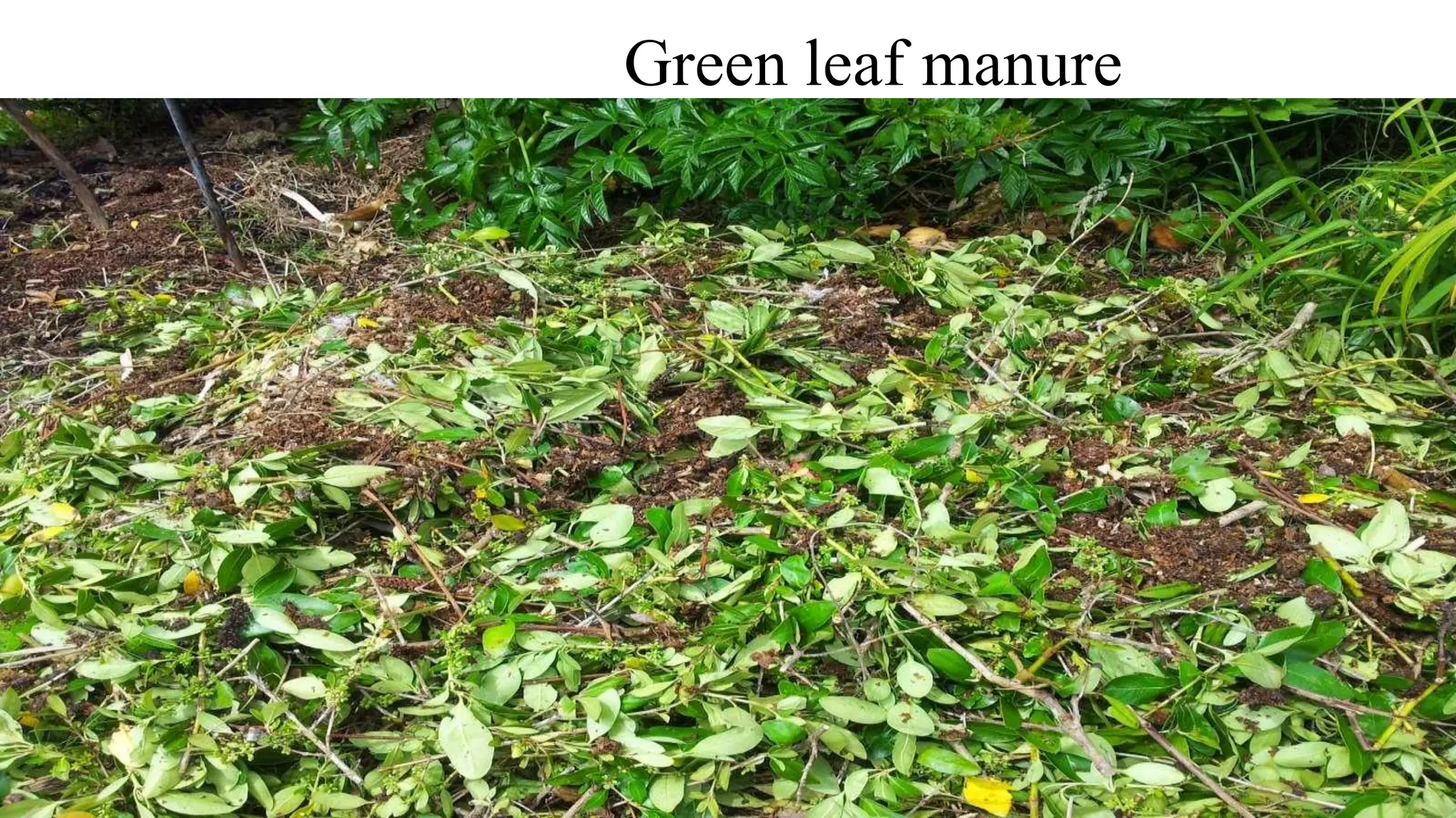 Green leaf manure
 
