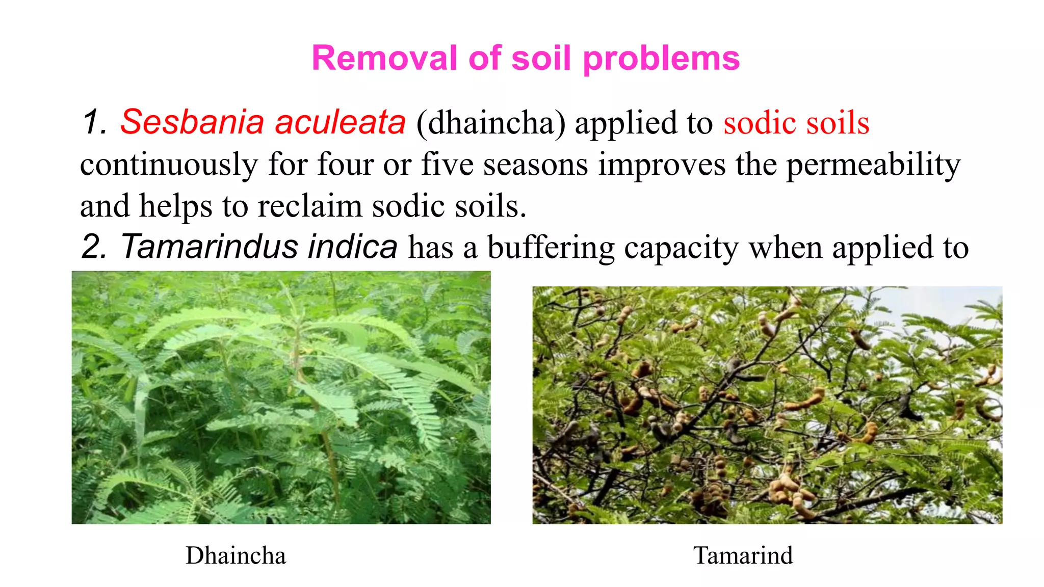 Removal of soil problems
1. Sesbania aculeata (dhaincha) applied to sodic soils
continuously for four or five seasons improves the permeability
and helps to reclaim sodic soils.
2. Tamarindus indica has a buffering capacity when applied to
sodic soils.
Dhaincha Tamarind
 