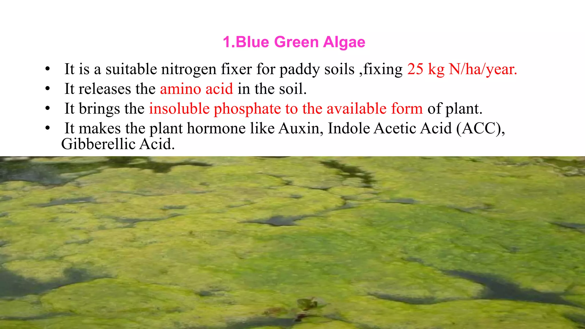 1.Blue Green Algae
• It is a suitable nitrogen fixer for paddy soils ,fixing 25 kg N/ha/year.
• It releases the amino acid in the soil.
• It brings the insoluble phosphate to the available form of plant.
• It makes the plant hormone like Auxin, Indole Acetic Acid (ACC),
Gibberellic Acid.
 