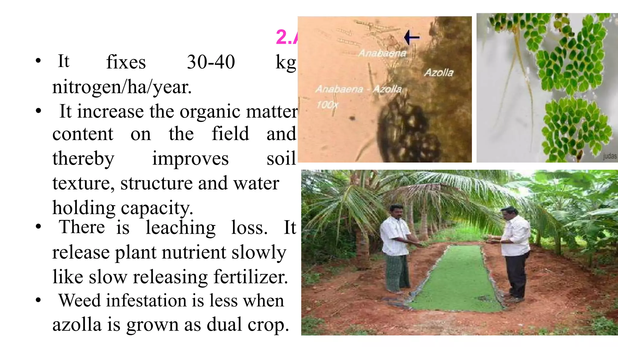 2.Azolla
kg• It fixes 30-40
nitrogen/ha/year.
• It increase the organic matter
content
thereby
on the field
improves
and
soil
texture, structure and water
holding capacity.
• There is leaching loss. It
release plant nutrient slowly
like slow releasing fertilizer.
• Weed infestation is less when
azolla is grown as dual crop.
 
