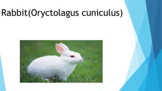 Animals used in Laboratory (Pharmacology) and their specific criteria ...