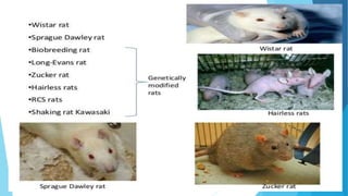 Animals used in Laboratory (Pharmacology) and their specific criteria ...