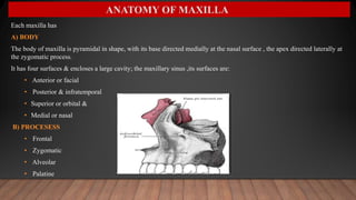 Each maxilla has
A) BODY
The body of maxilla is pyramidal in shape, with its base directed medially at the nasal surface , the apex directed laterally at
the zygomatic process.
It has four surfaces & encloses a large cavity; the maxillary sinus ,its surfaces are:
• Anterior or facial
• Posterior & infratemporal
• Superior or orbital &
• Medial or nasal
B) PROCESESS
• Frontal
• Zygomatic
• Alveolar
• Palatine
ANATOMY OF MAXILLA
 