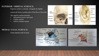 SUPERIOR / ORBITAL SURFACE:
Superior surface is smooth , triangular & slightly
concave,& forms a greater part of the floor of the orbit.
The superior surface presents:
• Infraorbital groove and canal
• Canalis sinosus
• Inferior oblique muscle
MEDIAL NASAL SURFACE:
Form lateral wall of nose
 
