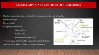 MAXILLARY SINUS (ANTRUM OF HIGHMORE)
 Maxillary sinus is first sinus to develop & is a large cavity in the body of maxilla.
 Pyramidal in shape
 Size is variable.
Average measurments are:
 Height-3.7cm.
 Width-2.5cm.
 Anteroposterior depth-3.7cm
 The sinus opens into the middle meatus of nose usually by two
openings one of which is closed by mucous membrane.
 
