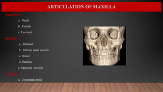 ARTICULATION OF MAXILLA
Superiorly :
a. Nasal
b. Frontal
c. Lacrimal
Medially:
a. Ethmoid
b. Inferior nasal concha
c. Vomer
d. Palatine
e. Opposite maxilla
Laterally:
a. Zygomatic bone
 