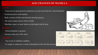 AGE CHANGES OF MAXILLA
At birth
 Transverse & anteroposterior diameters are each more than the vertical diameter.
 Frontal process is well marked.
 Body consists of little more than the alveolar process.
 The tooth sockets close to floor of orbit.
 Maxillary sinus is a mere furrow on the lateral wall of nose.
In adults
 Vertical diameter is greatest.
 Increase in the size of the sinus.
In the old
 One revers to infantile condition.
 It’s height is reduced as a result of absorption of the alveolar process.
 