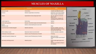 MUSCLES OF MAXILLA
 