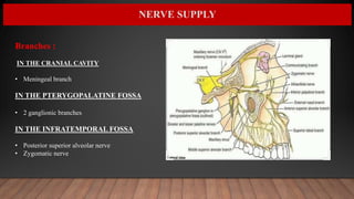 NERVE SUPPLY
Branches :
IN THE CRANIAL CAVITY
• Meningeal branch
IN THE PTERYGOPALATINE FOSSA
• 2 ganglionic branches
IN THE INFRATEMPORAL FOSSA
• Posterior superior alveolar nerve
• Zygomatic nerve
 