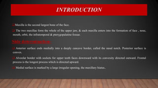 INTRODUCTION
Maxilla is the second largest bone of the face.
 The two maxillae form the whole of the upper jaw, & each maxilla enters into the formation of face , nose,
mouth, orbit, the infratemporal & pterygopalatine fossae.
Side determination-
 Anterior surface ends medially into a deeply cancave border, called the nasal notch. Posterior surface is
convex.
 Alveolar border with sockets for upper teeth faces downward with its convexity directed outward. Frontal
process is the longest process which is directed upward.
 Medial surface is marked by a large irregular opening, the maxillary hiatus..
 
