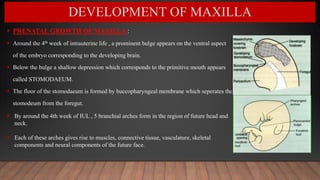  PRENATAL GROWTH OF MAXILLA :
 Around the 4th week of intrauterine life , a prominent bulge appears on the ventral aspect
of the embryo corresponding to the developing brain.
 Below the bulge a shallow depression which corresponds to the primitive mouth appears
called STOMODAEUM.
 The floor of the stomodaeum is formed by buccopharyngeal membrane which seperates the
stomodeum from the foregut.
DEVELOPMENT OF MAXILLA
 By around the 4th week of IUL , 5 branchial arches form in the region of future head and
neck.
 Each of these arches gives rise to muscles, connective tissue, vasculature, skeletal
components and neural components of the future face.
 