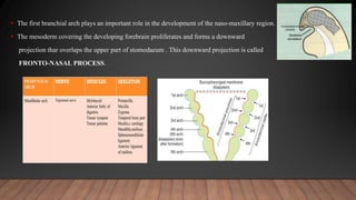  The first branchial arch plays an important role in the development of the naso-maxillary region.
 The mesoderm covering the developing forebrain proliferates and forms a downward
projection thar overlaps the upper part of stomodaeum . This downward projection is called
FRONTO-NASAL PROCESS.
 