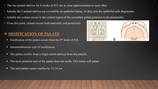 • The two palatal shelves by 8 weeks of IUL are in close approximation to each other.
• Initially the 2 palatal shelves are covered by an epithelial lining. As they join the epithelial cells degenerate.
• Initially the contact occurs in the central region of the secondary palate posterior to the premaxilla.
• From this point, closure occurs both anteriorly and posteriorly.
 OSSIFICATION OF PALATE
 Ossification of the palate occurs from the 8th week of IUL.
 Intramembranous type of ossification.
 The palate ossifies from a single centre derived from the maxilla.
 The most posterior part of the palate does not ossify. This forms soft palate.
 The mid palatal suture ossifies by 12-14 yrs.
 