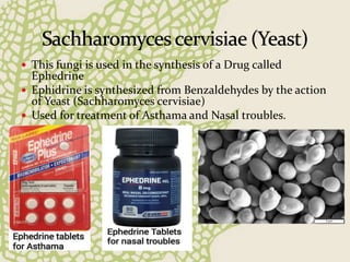  This fungi is used in the synthesis of a Drug called
Ephedrine
 Ephidrine is synthesized from Benzaldehydes by the action
of Yeast (Sachharomyces cervisiae)
 Used for treatment of Asthama and Nasal troubles.
 
