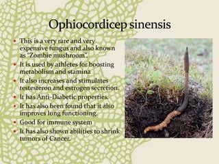  This is a very rare and very
expensive fungus and also known
as “Zombie mushroom”.
 It is used by athletes for boosting
metabolism and stamina
 It also increases and stimulates
testesteron and estrogen secretion.
 It has Anti-Diabetic properties.
 It has also been found that it also
improves lung functioning.
 Good for immune system
 It has also shown abilities to shrink
tumors of Cancer.
 
